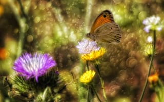 Картинка цветы, насекомое, крылья, блики, бабочка, theophilos papadopoulos