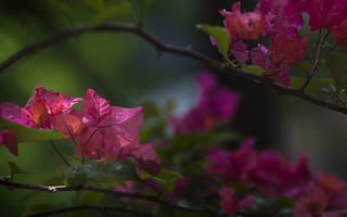 Картинка цветы, бугенвиллея, растение