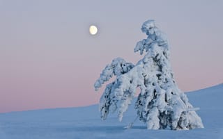 Картинка деревья, пейзаж, сугроб, снег, зима, природа
