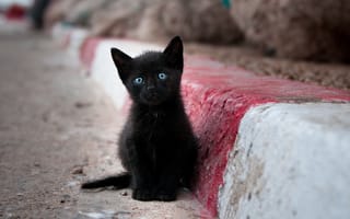 Картинка кот, усы, кошка, мордочка, котенок, черный, взгляд