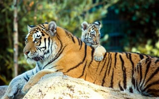 Картинка природа, anja ellinger, тигренок, тигрица, животные, детеныш, тигры, хищники