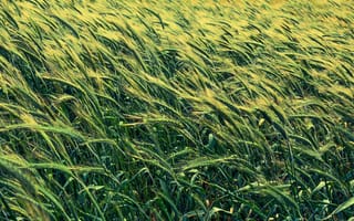 Обои поле, пшеница, колосья, ячмень, злаки