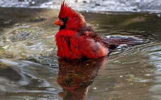 Обои вода, отражение, кардинал, птица, перья, клюв