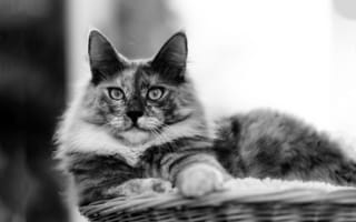 Картинка кот, мордочка, корзинка, чёрно-белое, усы, взгляд, кошка, лежа