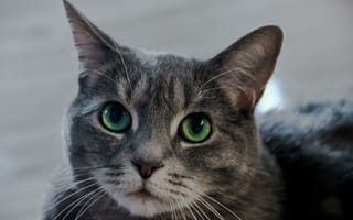Картинка кот, кошка, зеленые глаза, взгляд, усы, мордочка