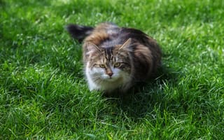 Картинка трава, кошка, мордочка, кот, усы, взгляд