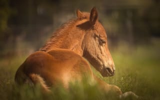 Картинка лошадь, трава, животное, конь