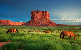 Картинка трава, кони, долина монументов, скалы, пейзаж, каньон, лошади