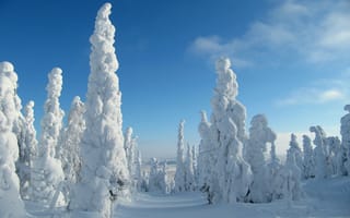 Картинка небо, лес, деревья, зима, снег, природа