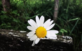 Картинка трава, лепестки, белый цветок, ромашка