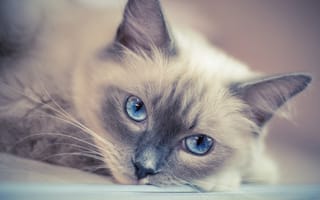 Обои кот, голубые глаза, усы, взгляд, кошка, мордочка
