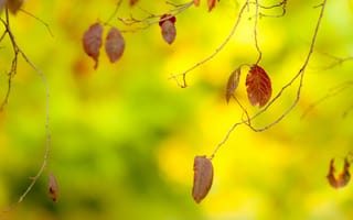 Картинка листья, осень, размытость, ветки, макро