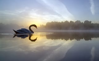 Обои озеро, отражение, туман, птица, лебедь, утро