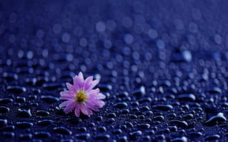 Обои цветок, капли воды, дождь, капли, лепестки