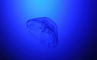 Обои медуза, подводный мир