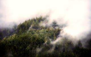 Картинка деревья, лес, туман, природа