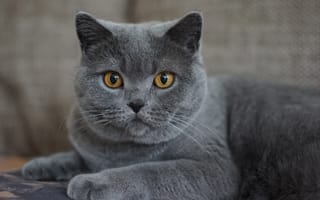 Картинка кот, британская короткошерстная, мордочка, взгляд, приянка чопра, кошка, усы