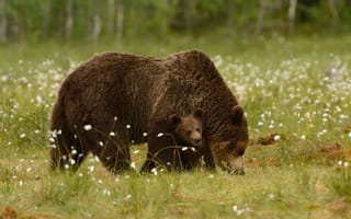 Картинка трава, природа, harry eggens, медведи, медвежонок, детеныш, медведица, животные, хищники