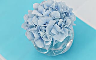 Картинка цветы, гортензия, голубые цветы, вазочка, букет