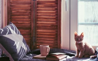 Картинка кот, взгляд, усы, котенок, кошка, сидя, книга, окно, милый, мордочка