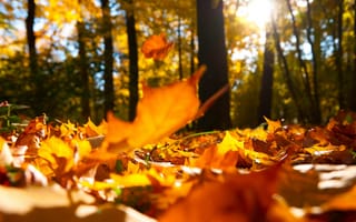 Картинка деревья, осень, макро, листья, природа, пейзаж, лес