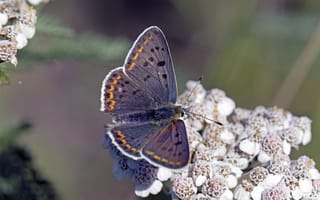 Картинка цветы, бабочка, крылья, lycaena tityrus, насекомое