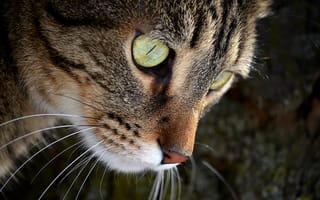 Картинка кот, взгляд, зеленые глаза, усы, мордочка, кошка