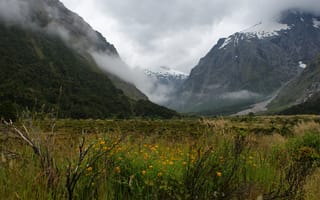 Картинка горы, пейзаж, растения, туман