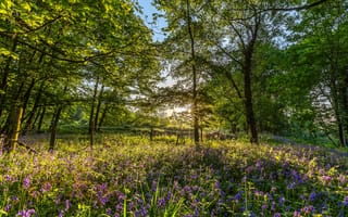 Картинка цветы, национальный парк нью-форест, англия, гэмпшир, колокольчики, деревья