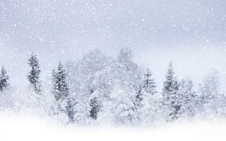 Картинка деревья, снег, winter beauty, летящий, кругом бело, зима