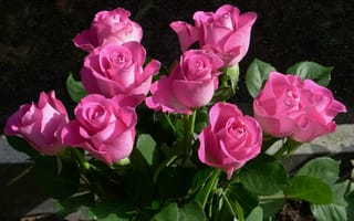 Картинка цветы, бутоны, розы, букет, розовые, лепестки