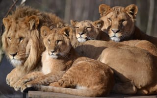 Картинка семья, зоопарк, сафари, детеныши, львица, большой кот, лев