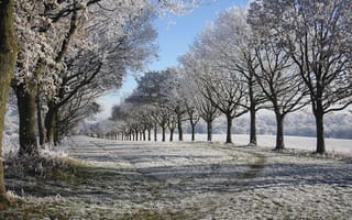 Картинка деревья, иней, зима, аллея, природа, снег