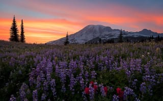Картинка цветы, вашингтон, национальный парк маунт-рейнир, природа, закат солнца, альпийский луг, пейзаж, закат, горы