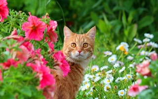 Картинка цветы, животное, кот, взгляд, луг, мордочка, кошка