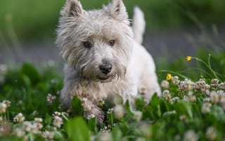 Картинка цветы, клевер, собака, пес, природа, pamela buehler, вест-хайленд-уайт-терьер, трава, животное