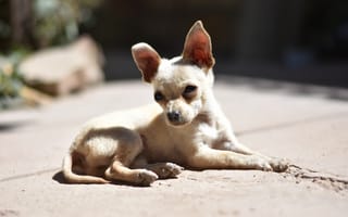 Картинка мордочка, щенок, взгляд, собака, чихуахуа