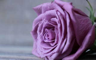 Картинка цветок, лепестки, крупным планом, роза, бутон