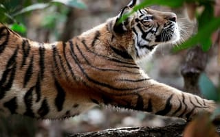 Картинка тигр, природа, большая кошка, хищник
