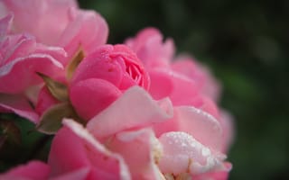Обои цветы, капли воды, розы, розовые, лепестки