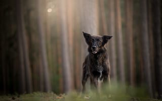 Картинка лес, немецкая овчарка, взгляд, собака, стволы, мордочка