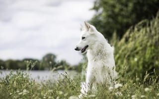 Картинка природа, друг, белая швейцарская овчарка, мордочка, взгляд, собака