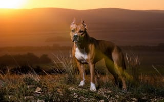 Картинка мордочка, взгляд, собака, стаффордширский терьер