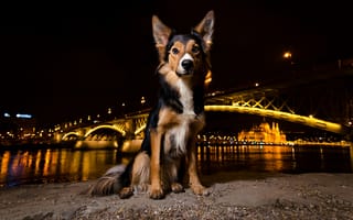 Картинка ночь, собака, щенок, огни, мост, мордочка, взгляд