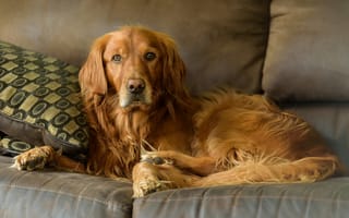 Картинка мордочка, диван, собака, золотистый ретривер, голден ретривер, взгляд