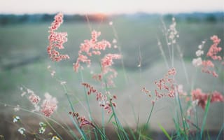 Картинка трава, лето, колоски, луг, растения