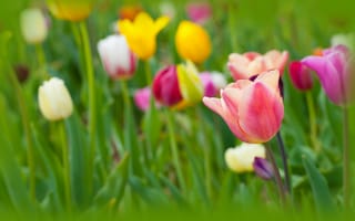 Картинка цветы, весна, лепестки, тюльпаны, бутоны