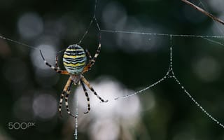 Картинка макро, роса, паук, капли, размытость, leo pöcksteiner, паутина