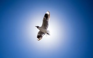 Картинка крылья, птица, чайка, клюв, голубое небо, перья