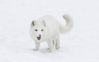 Обои снег, взгляд, арктическая лиса, лисица, зима, мех, песец, мордочка, хвост